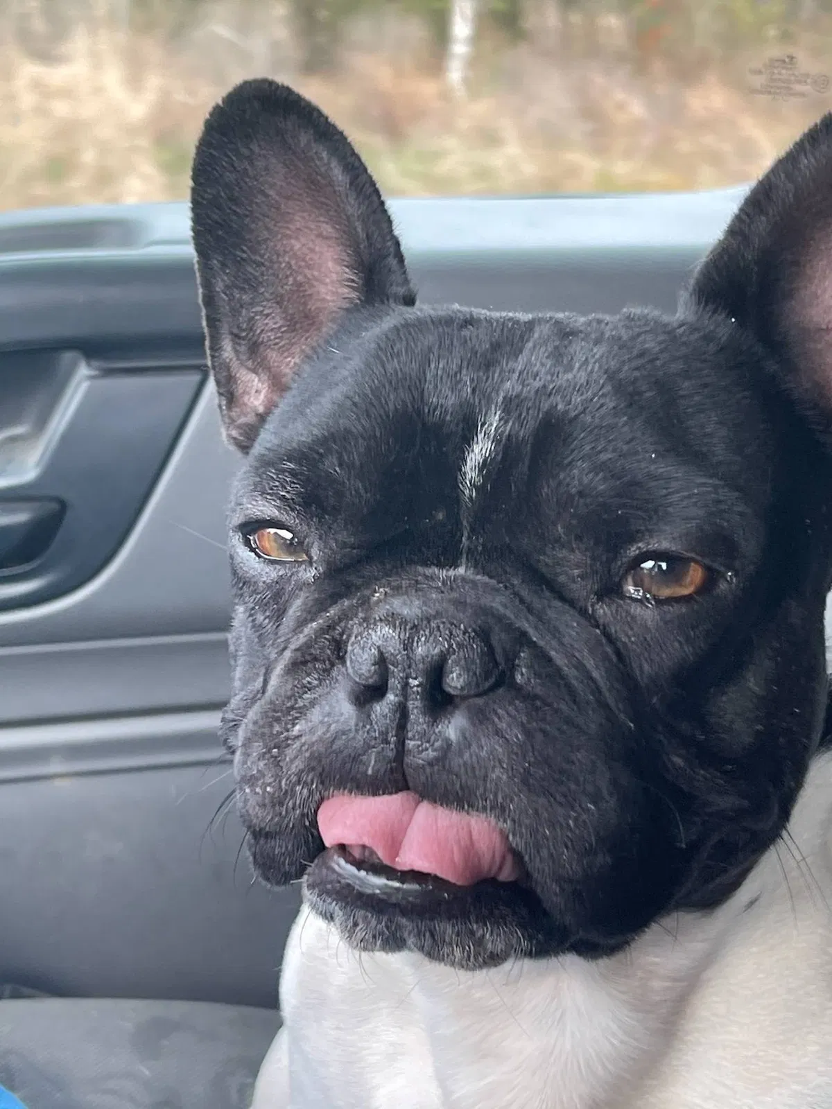 Lost dog in Bakersfield, CA, 93307
