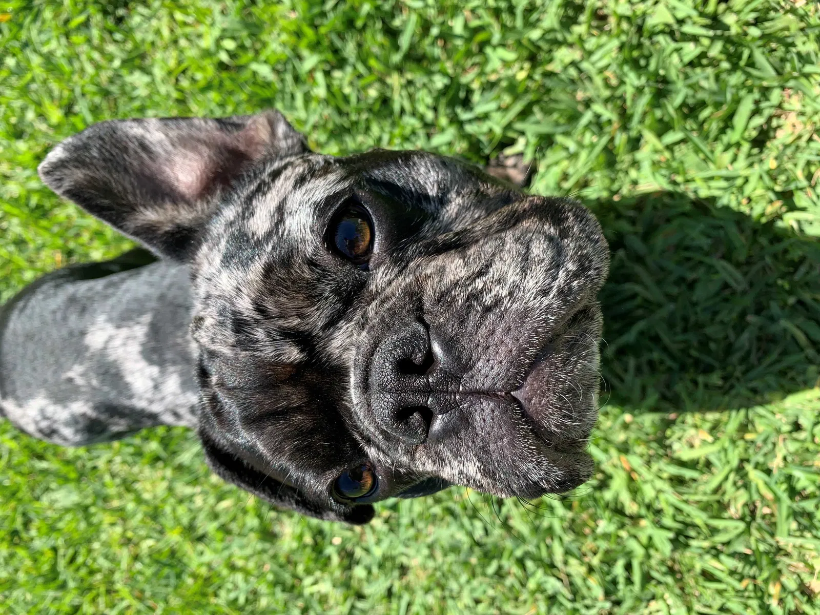 Lost dog in Winter Garden, FL, 34787