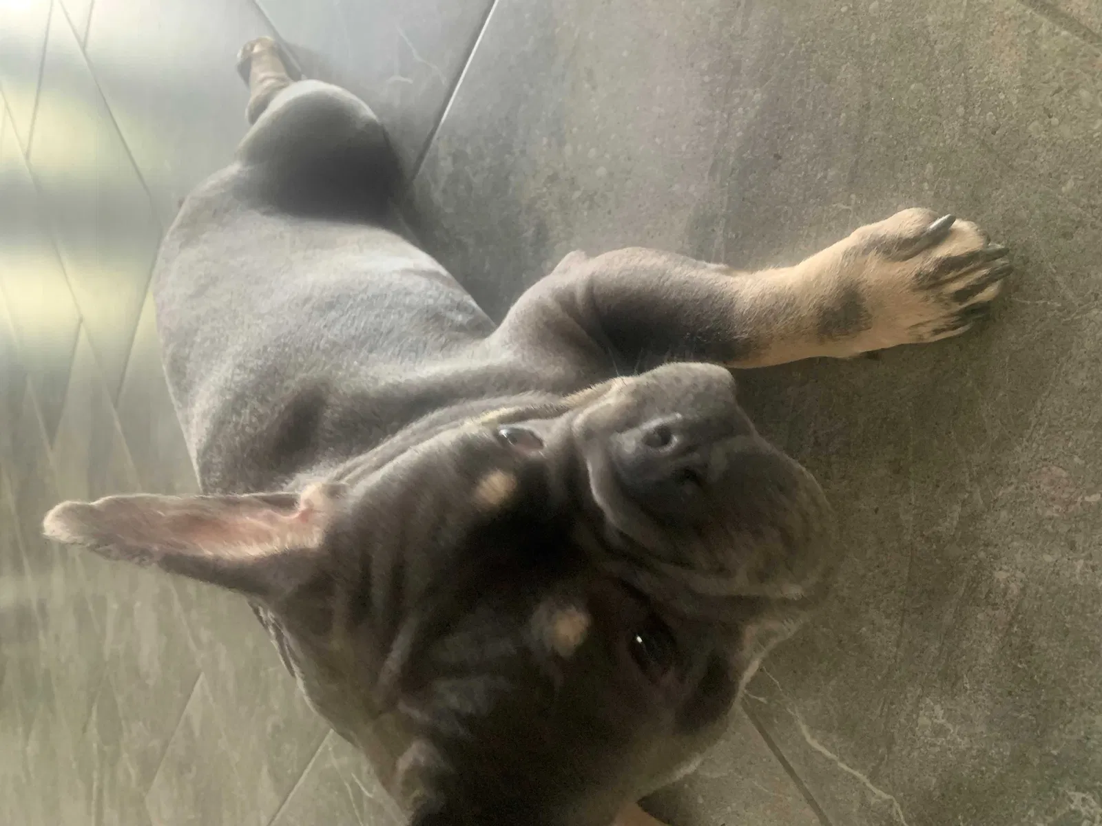Lost dog in Winter Garden, FL, 34787