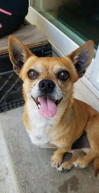 Lost dog in West Covina, CA, 91790
