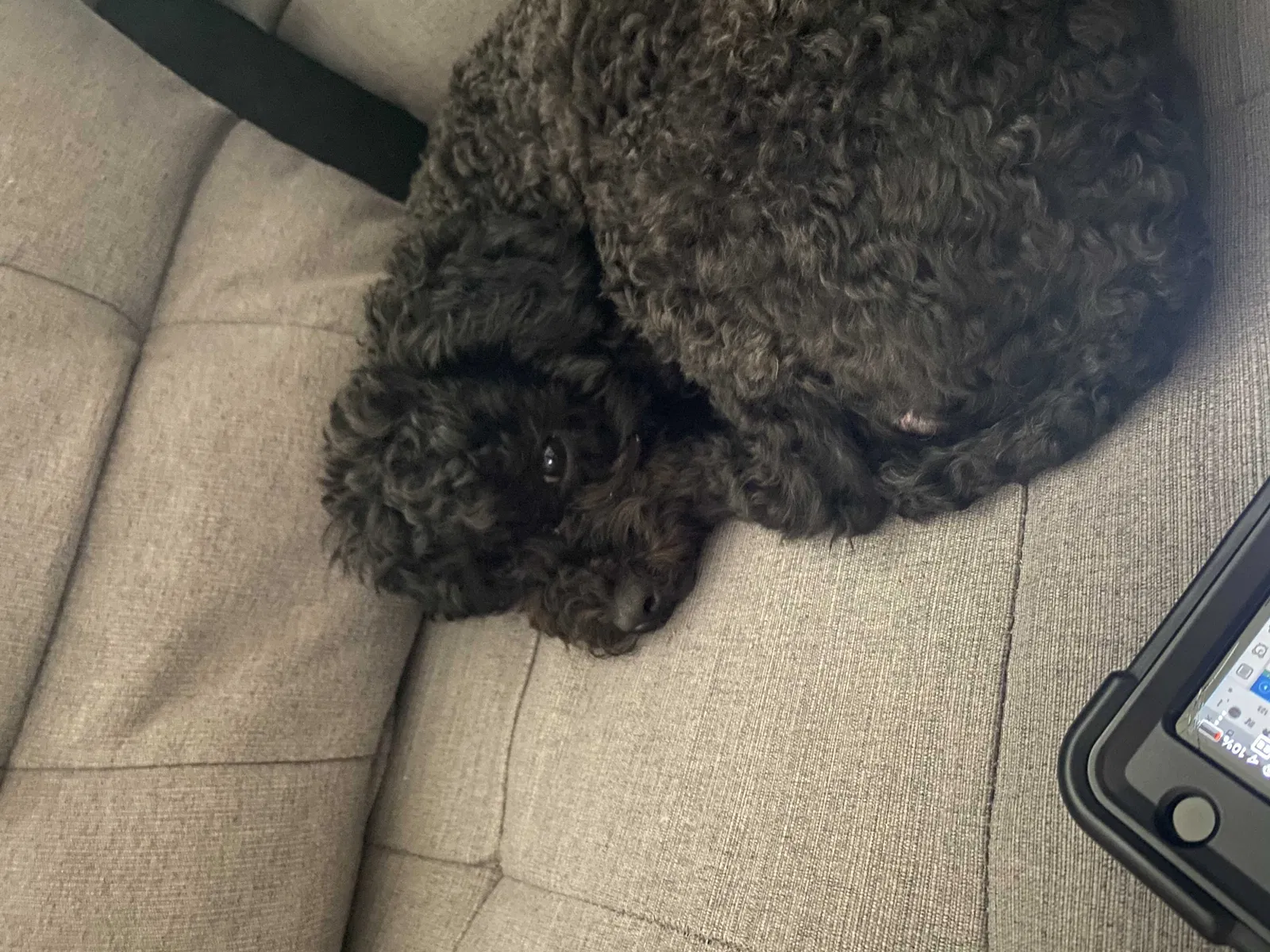 Lost dog in Lewisville, TX, 75057