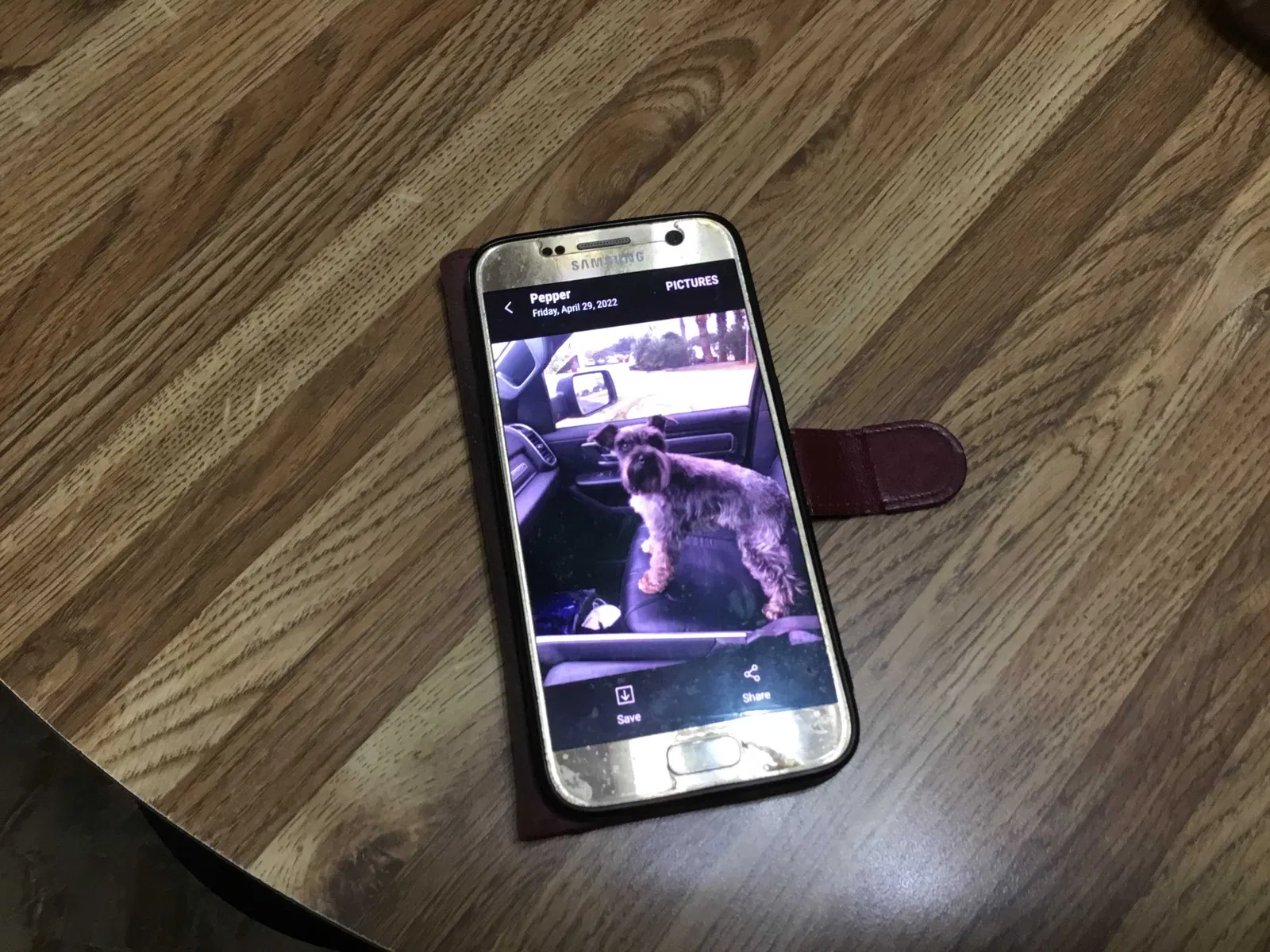 Lost dog in San Antonio, TX, 78222