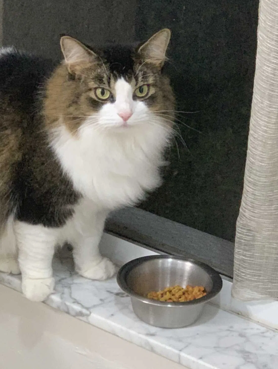 Lost cat in Cape Coral, FL, 33993
