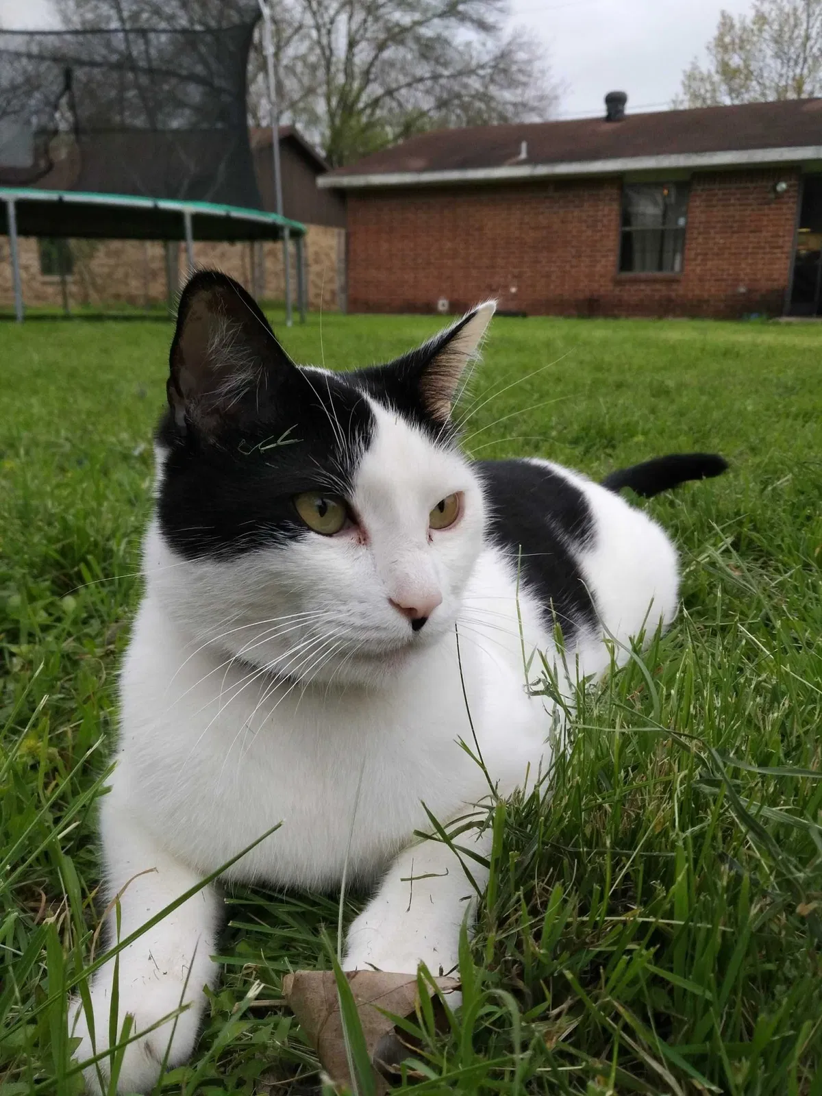 Lost cat in Albuquerque, NM, 87109