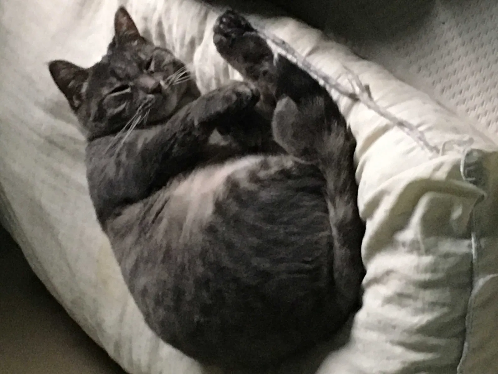 Lost cat in Cleveland, OH, 44134