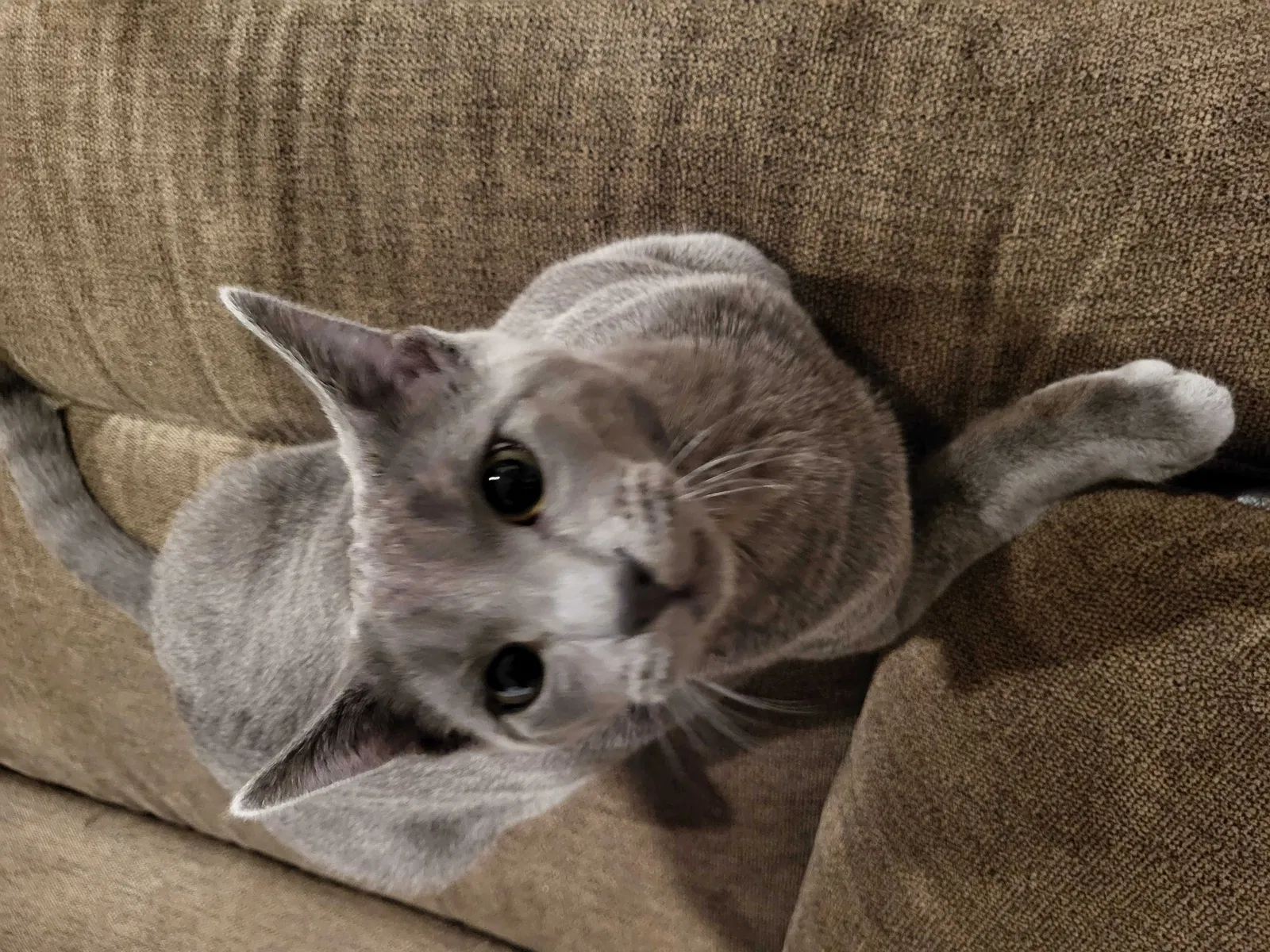 Lost cat in Costa Mesa, CA, 92627