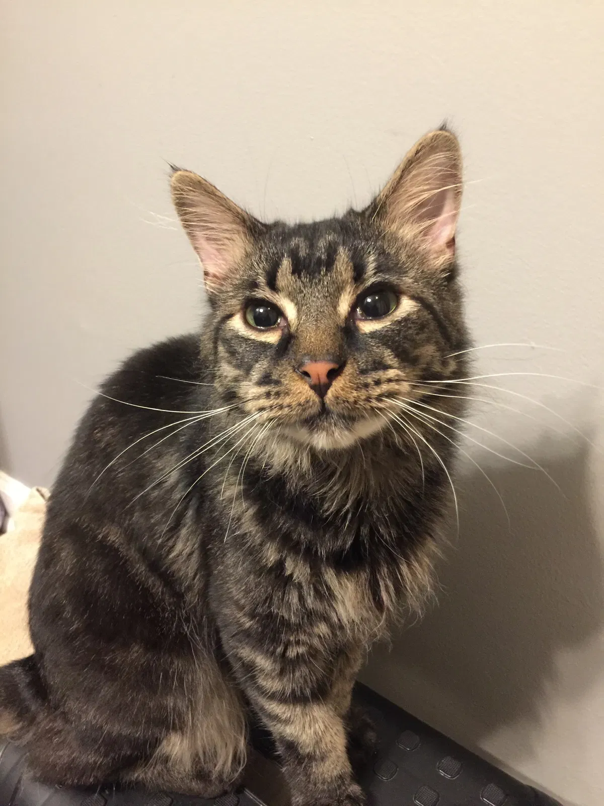 Lost cat in Covington, LA, 70435