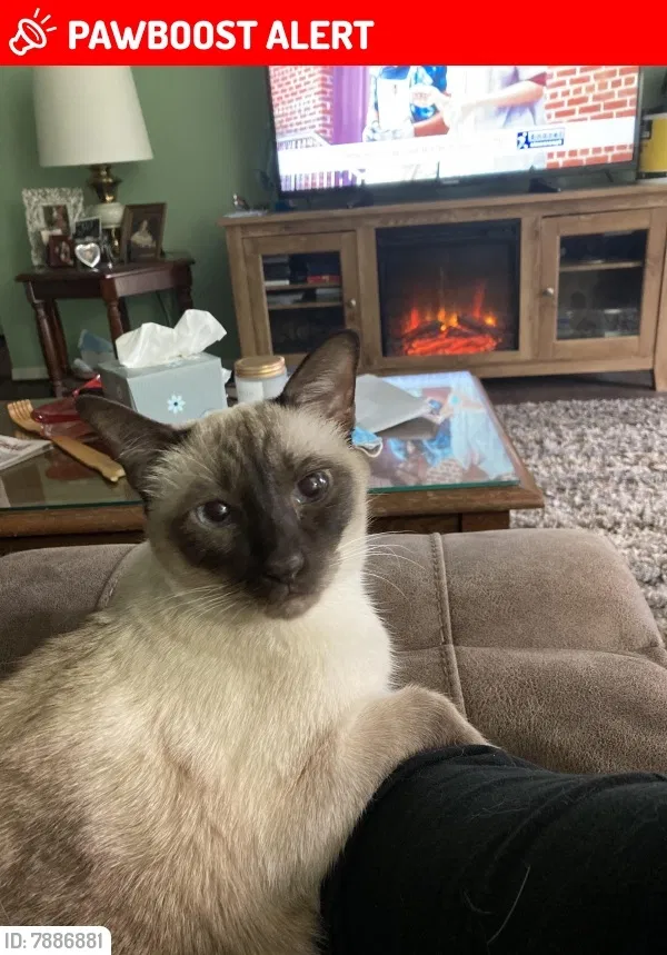 Lost cat in Dearborn, MI, 48124