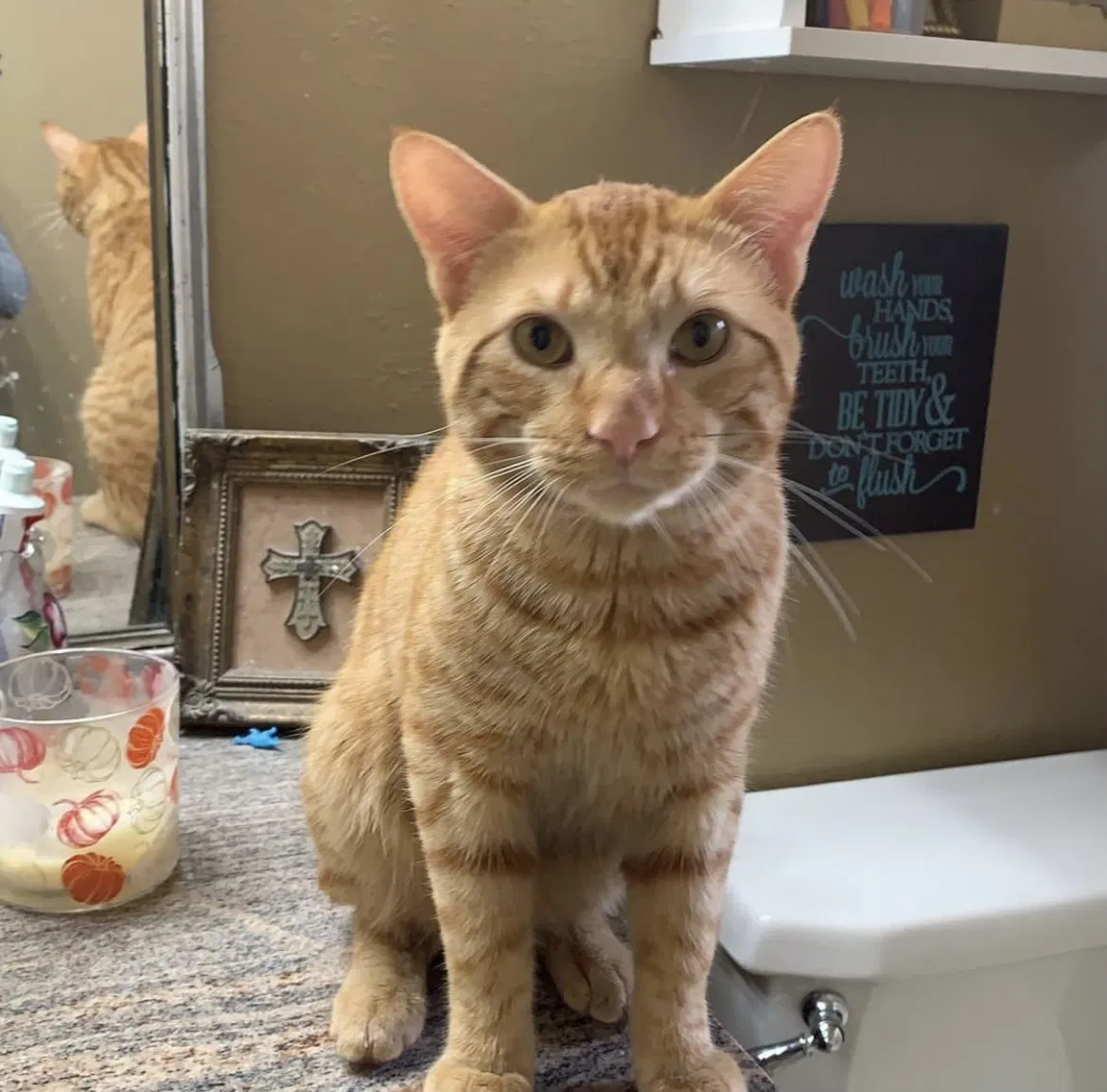 Lost cat in Gretna, LA, 70056