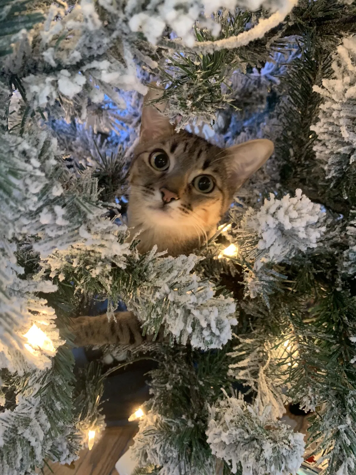 Lost cat in Woodstock, GA, 30189