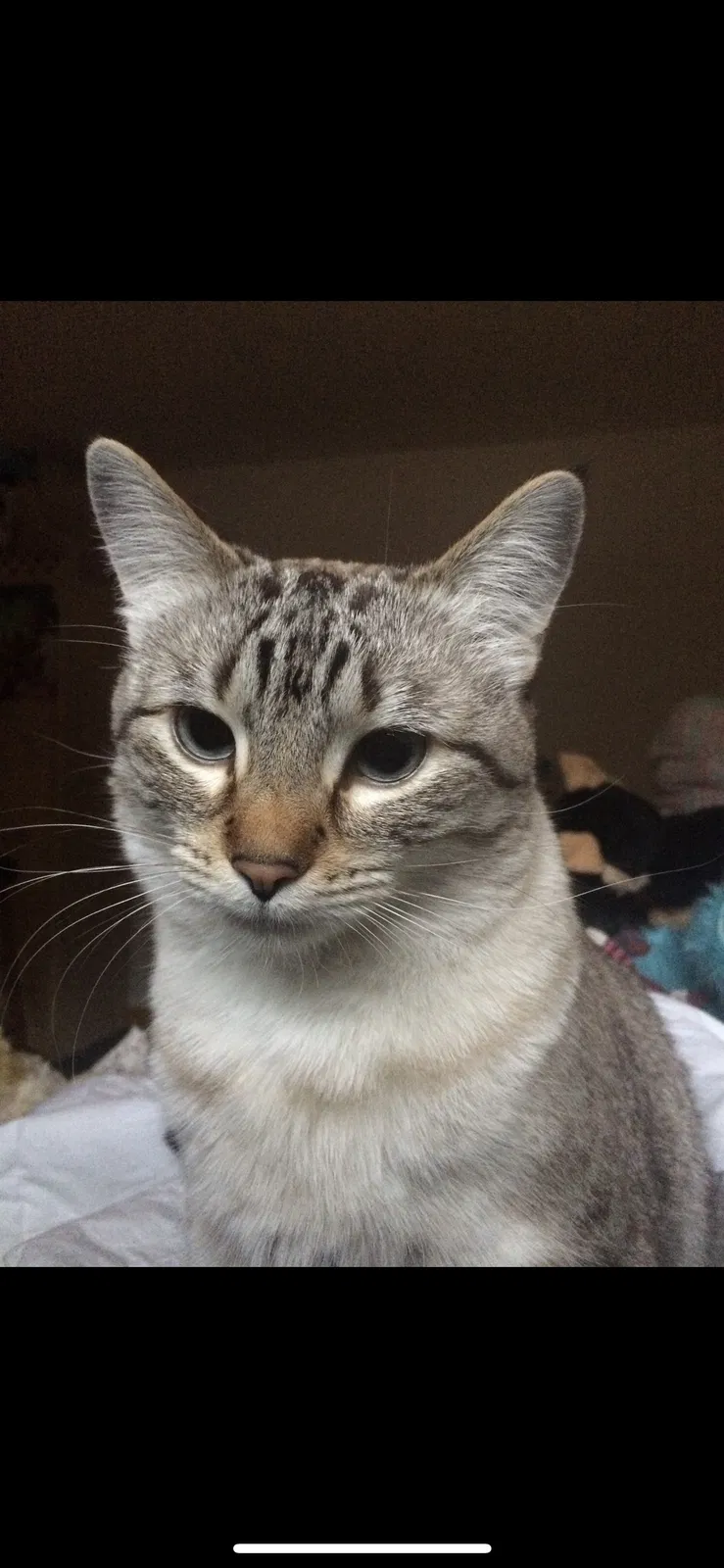 Lost cat in Oceanside, CA, 92058