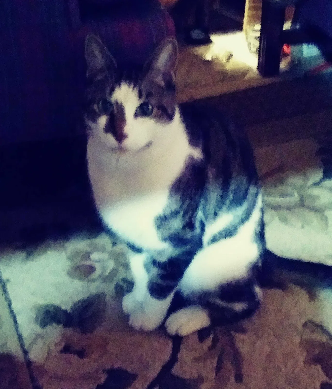 Lost cat in Norfolk, VA, 23502
