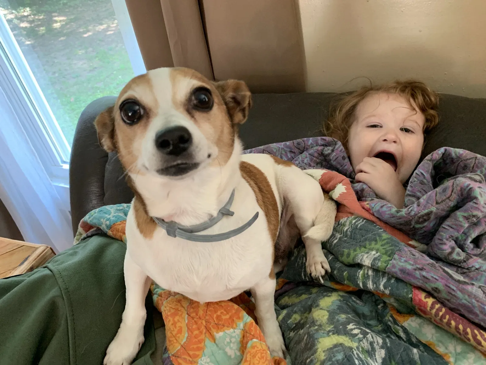 Lost dog in Clarksville, TN, 37040