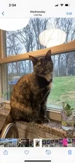 Lost cat in Knoxville, TN, 37920