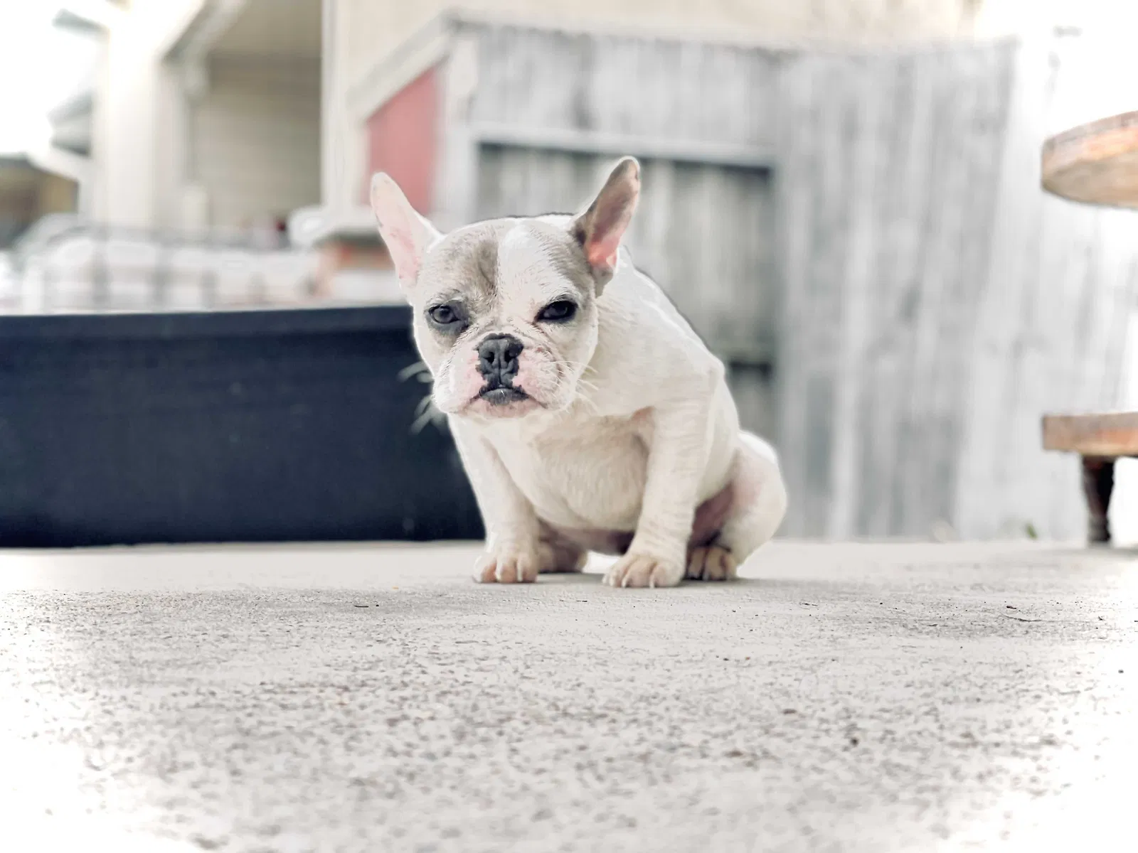 Lost dog in Garland, TX, 75043