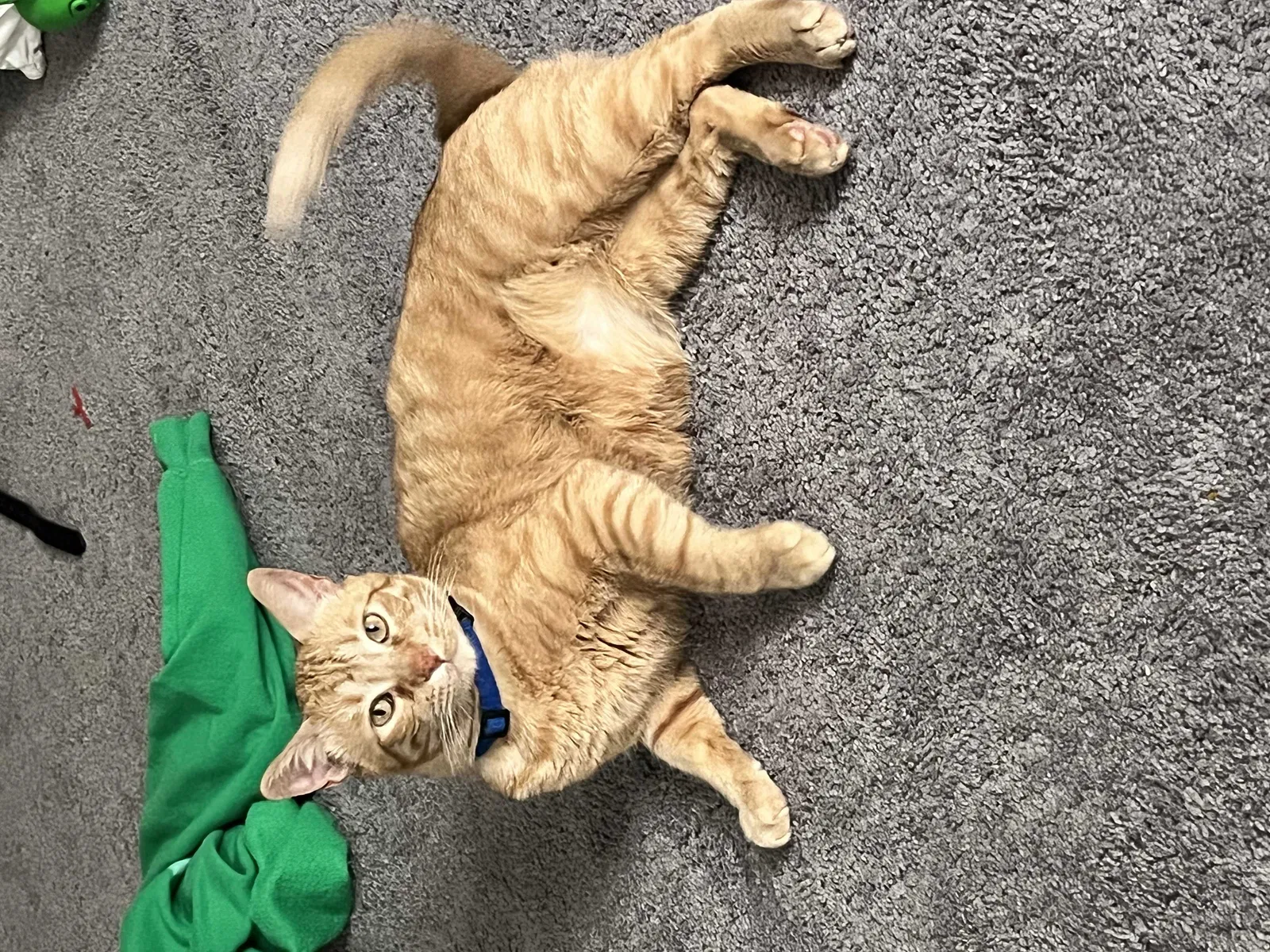 Lost cat in Baltimore, MD, 21223