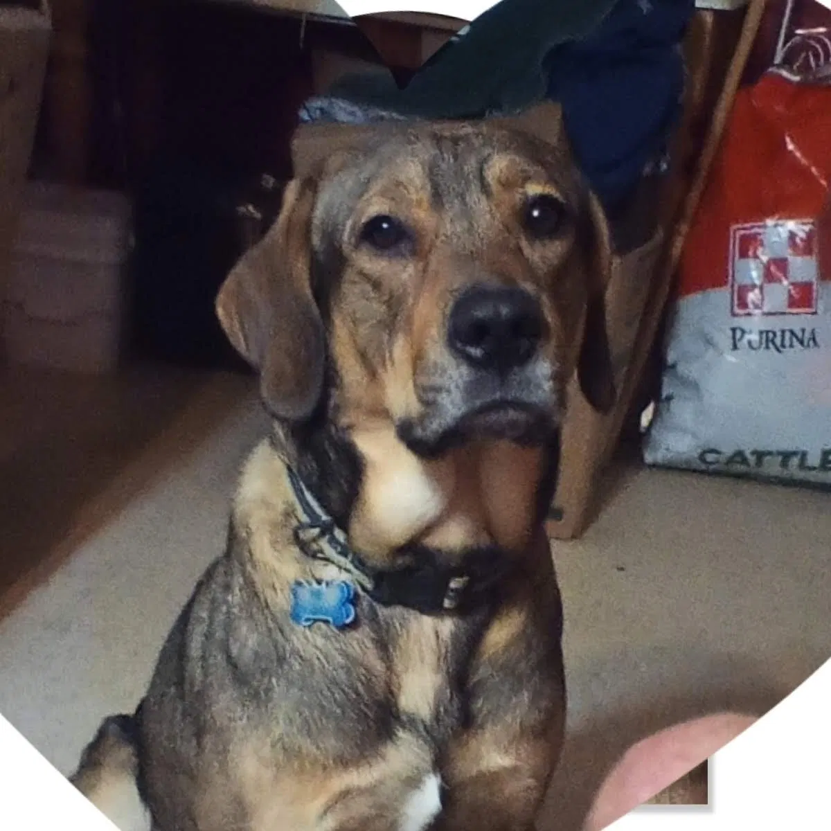 Lost dog in Belton, TX, 76513