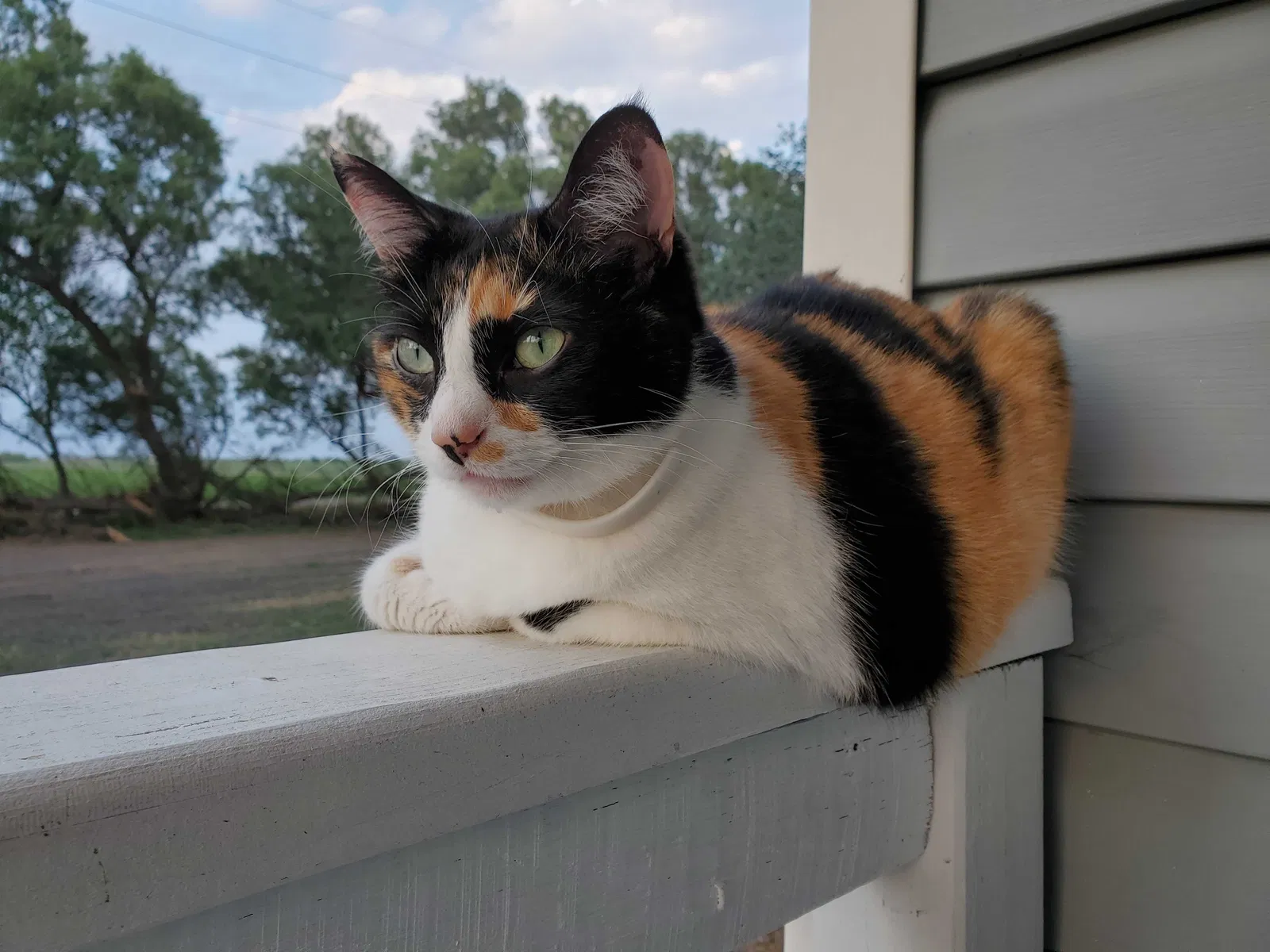 Lost cat in Burleson, TX, 76028