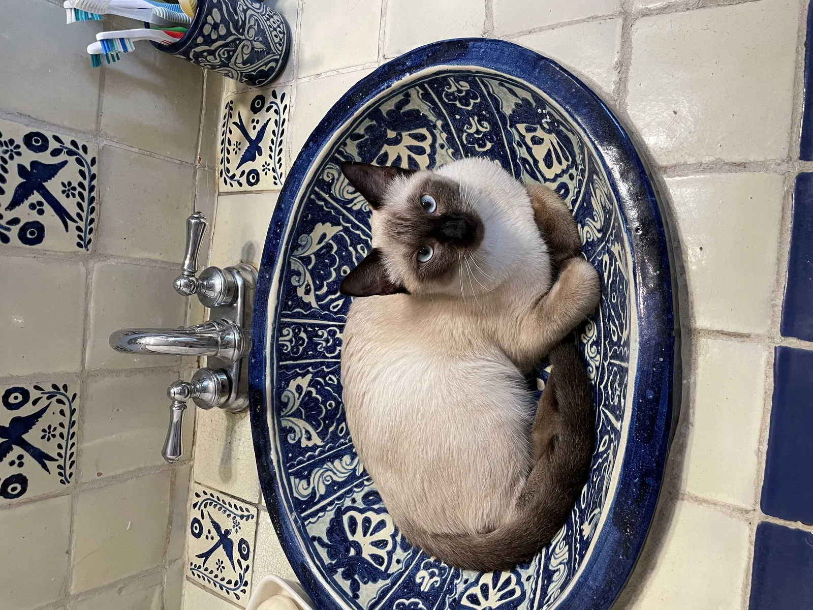 Lost cat in Seattle, WA, 98112