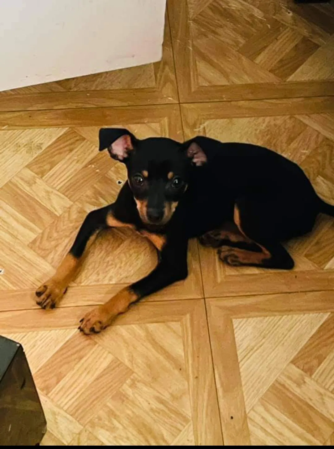 Lost dog in San Antonio, TX, 78213