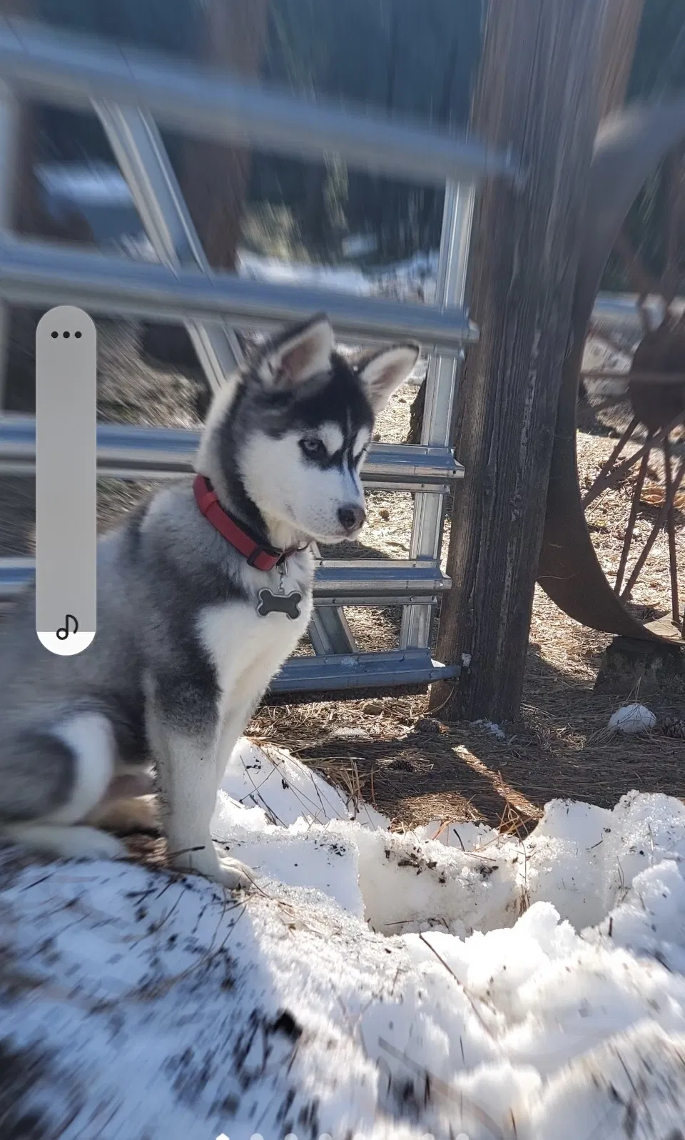 Lost dog in Sacramento, CA, 95834