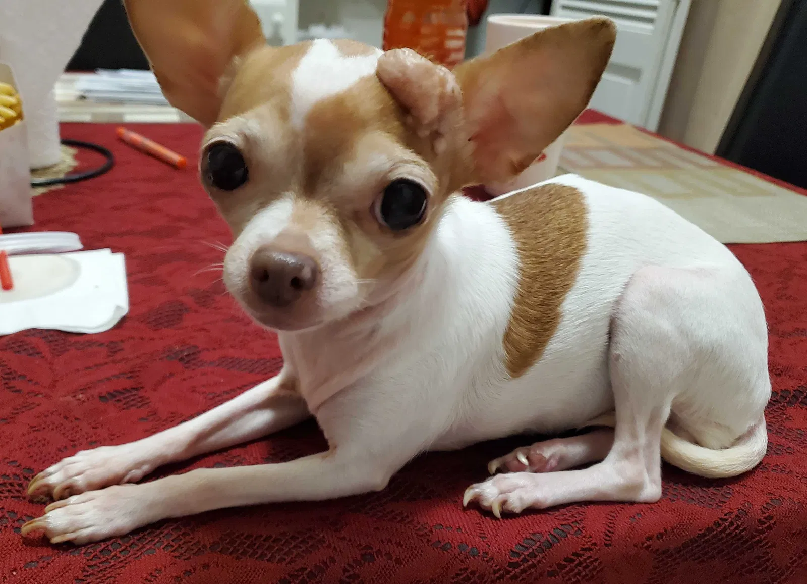 Lost dog in Lilburn, GA, 30047