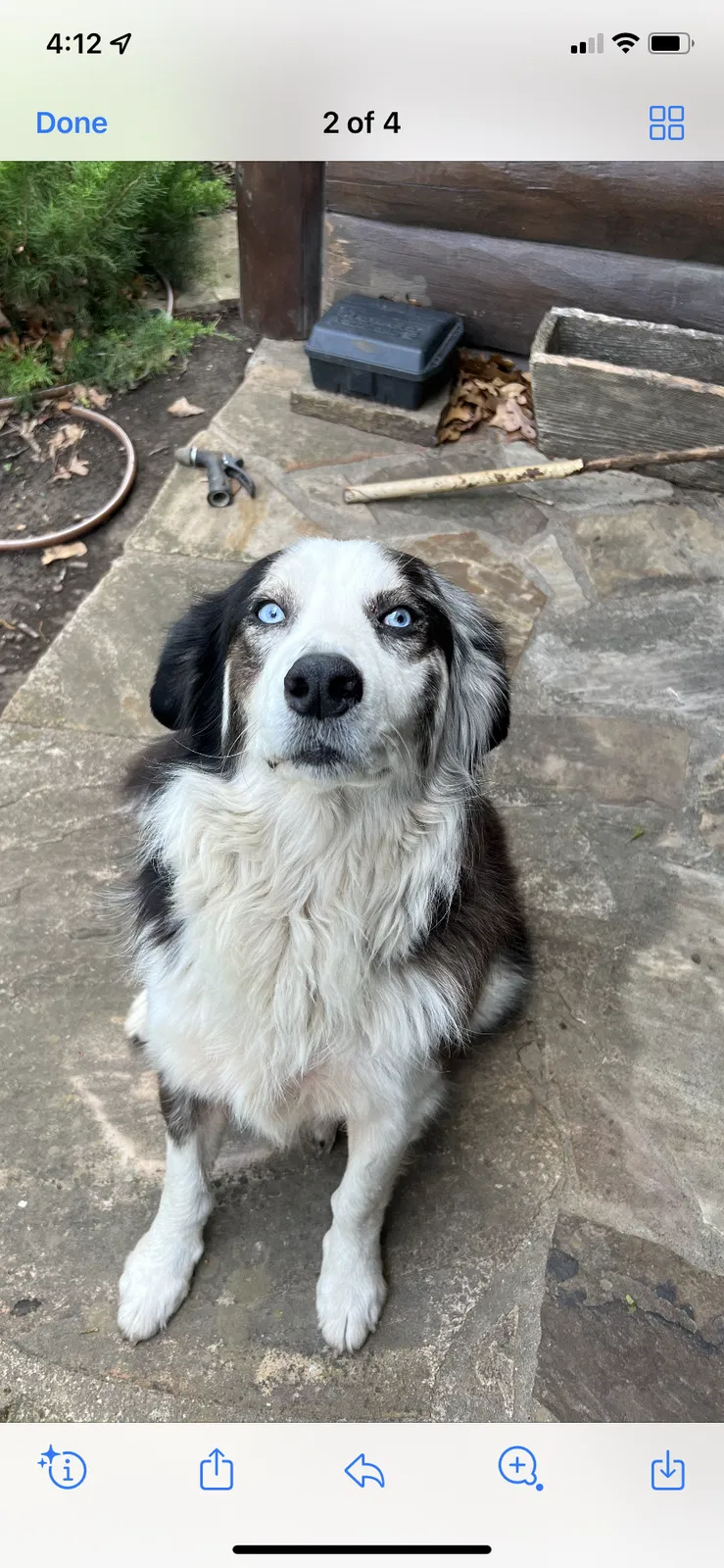 Found dog in Virgil, KS, 66870