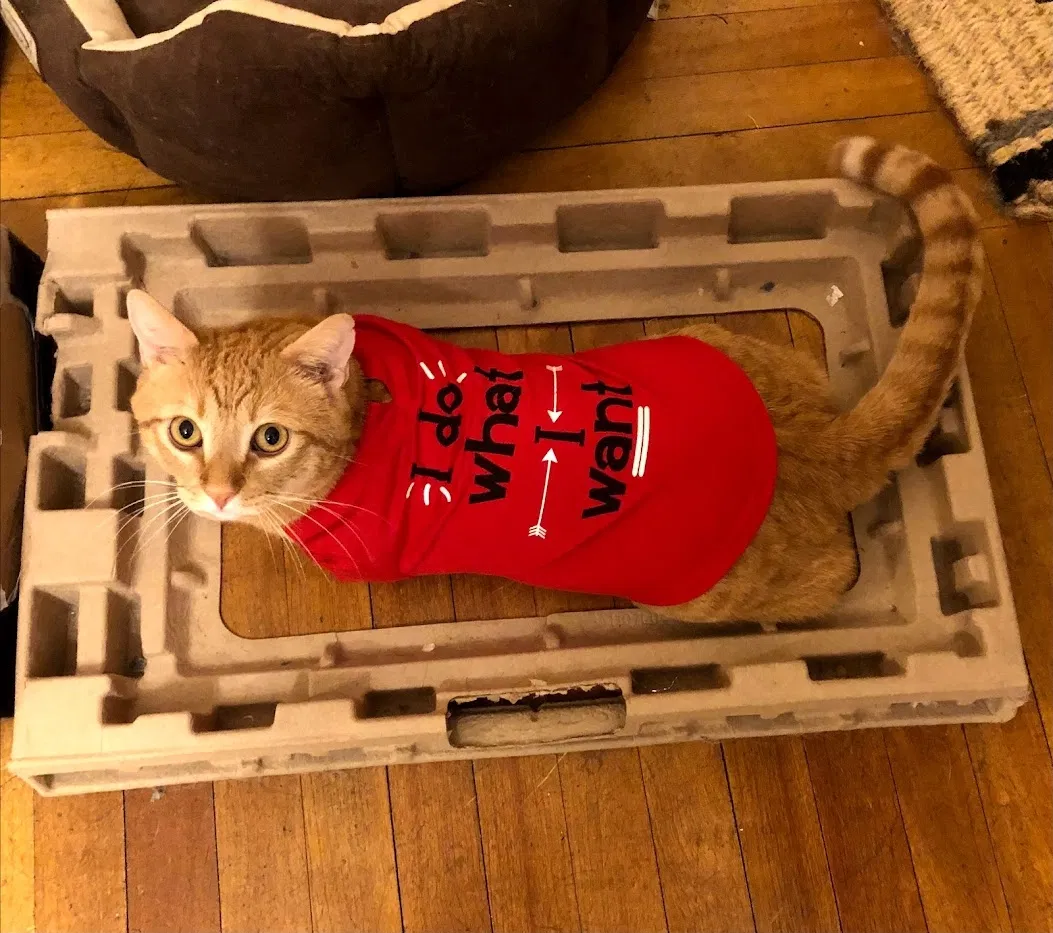 Lost cat in Malden, MA, 2148
