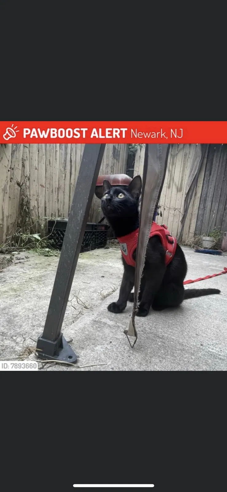 Lost cat in Newark, NJ, 7103