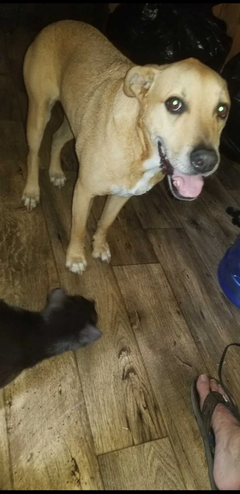 Lost dog in San Marcos, TX, 78666