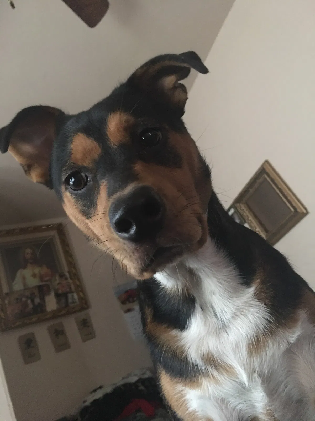 Lost dog in San Antonio, TX, 78207
