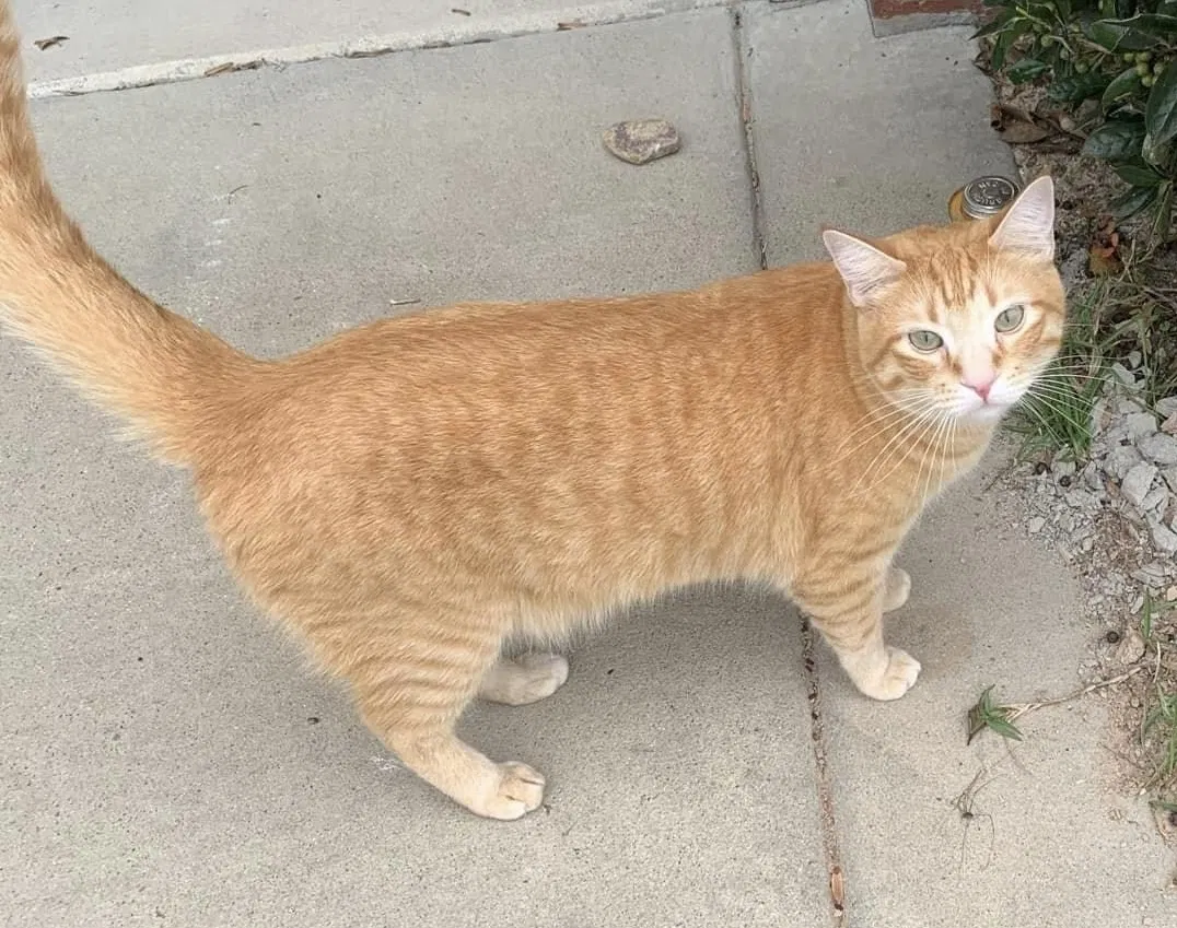 Lost cat in Goldsboro, NC, 27530