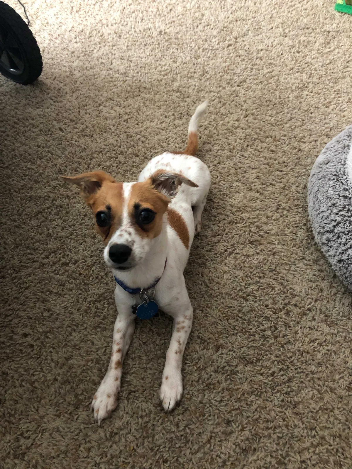 Lost dog in Redfield, AR, 72132