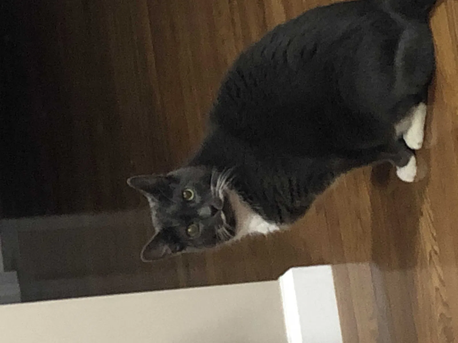 Lost cat in Matthews, NC, 28105