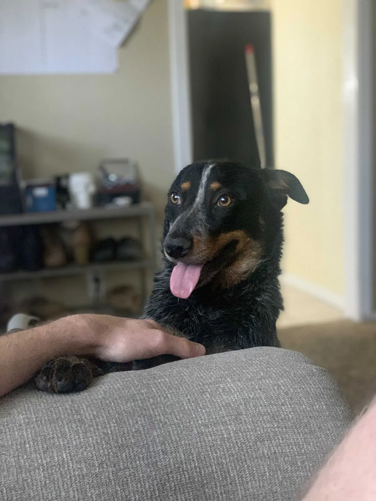 Found dog in Bakersfield, CA, 93309