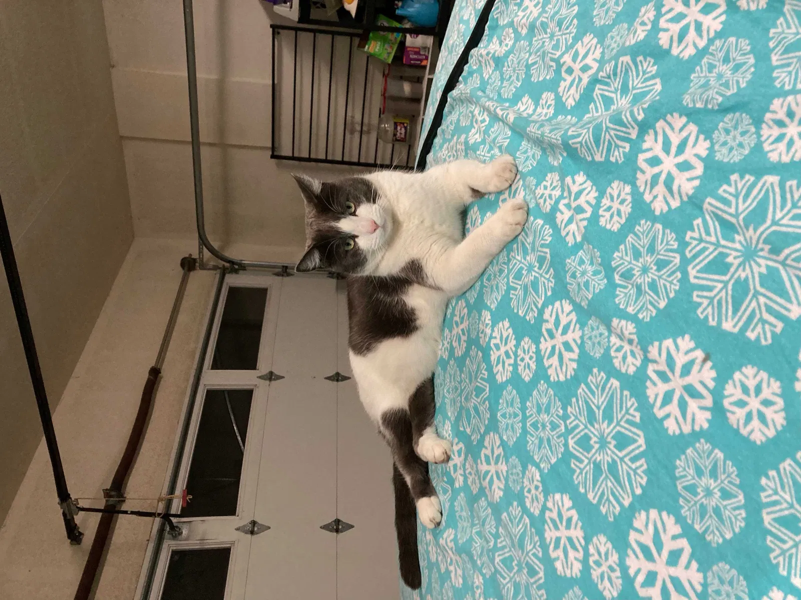 Lost cat in Caddo Mills, TX, 75135