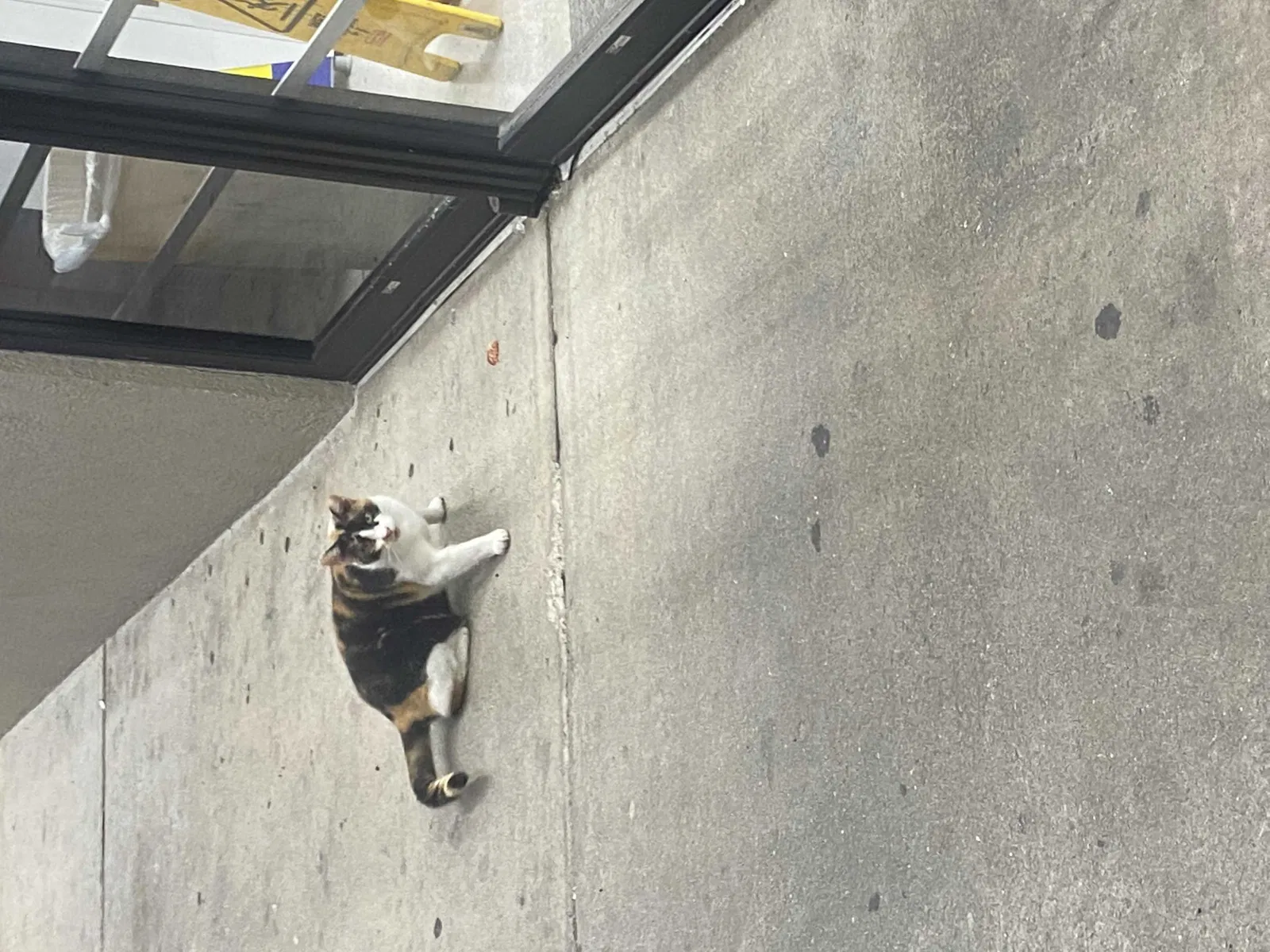 Found cat in Savannah, GA, 31406