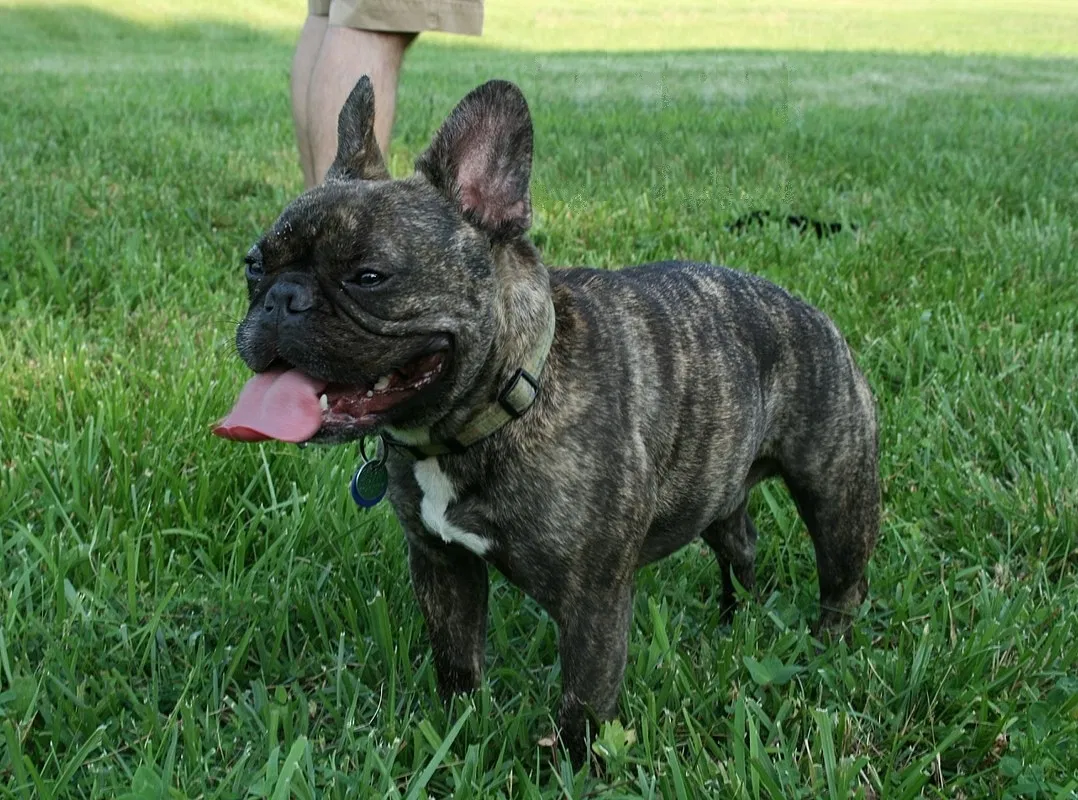 Lost dog in Azusa, CA, 91702