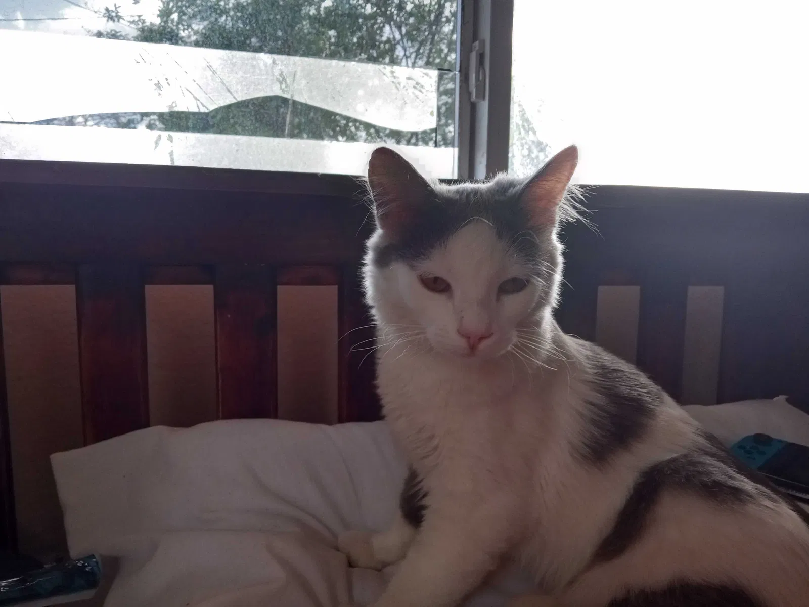 Lost cat in Modesto, CA, 95351