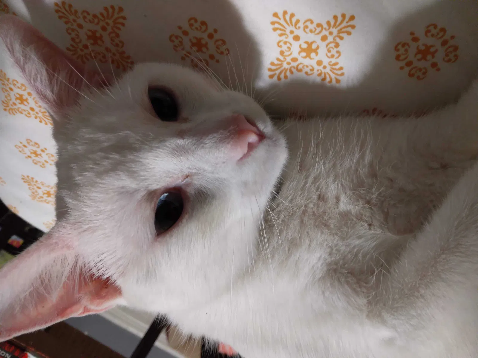 Lost cat in Fort Worth, TX, 76105
