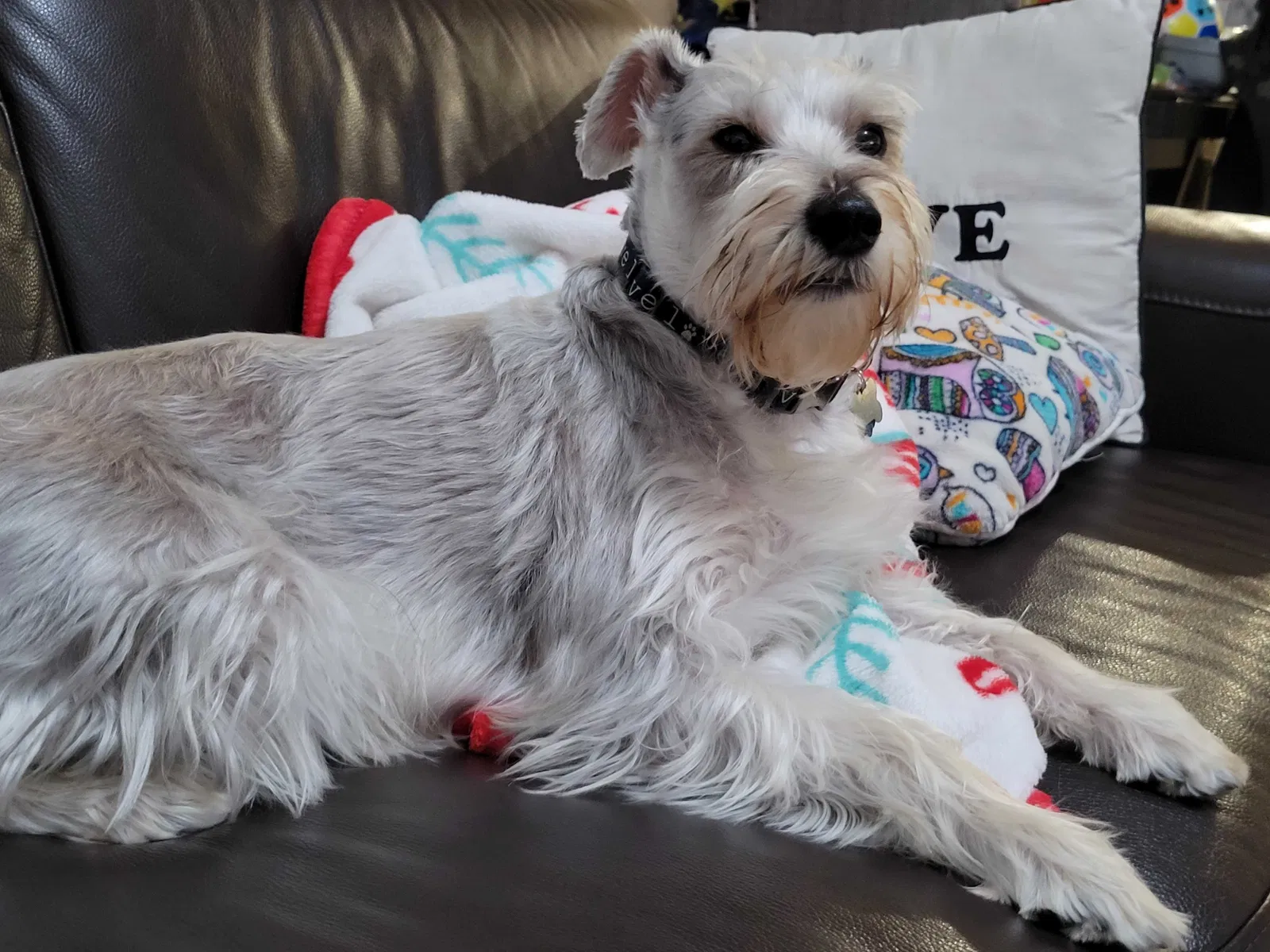 Lost dog in Haines City, FL, 33844