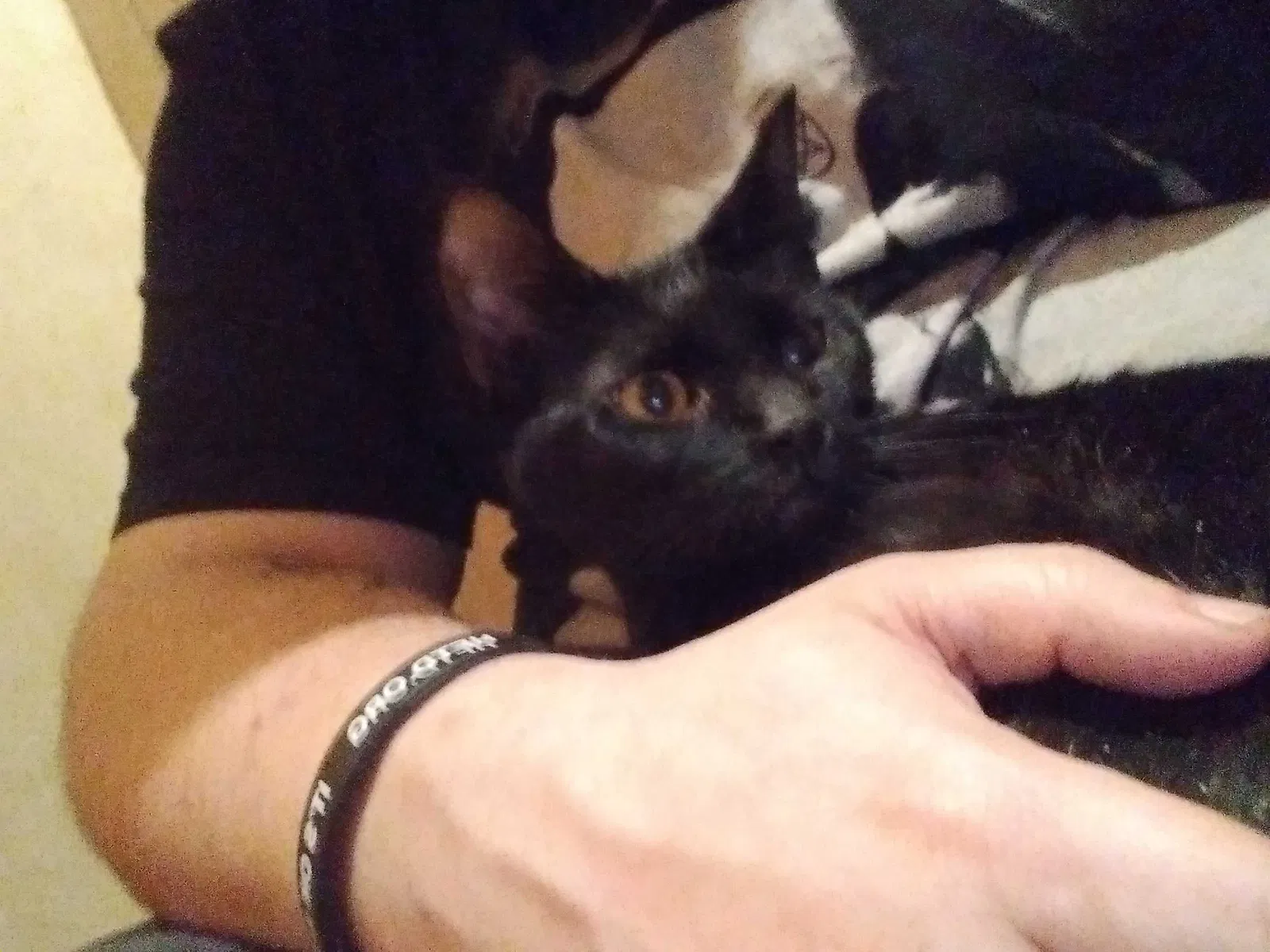 Lost cat in Indianapolis, IN, 46234