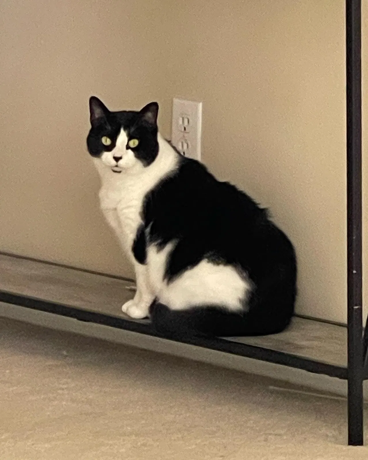 Lost cat in Winter Garden, FL, 34787