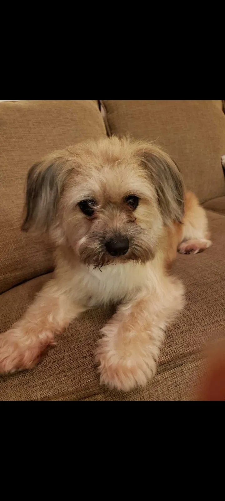 Lost dog in Cape Coral, FL, 33990