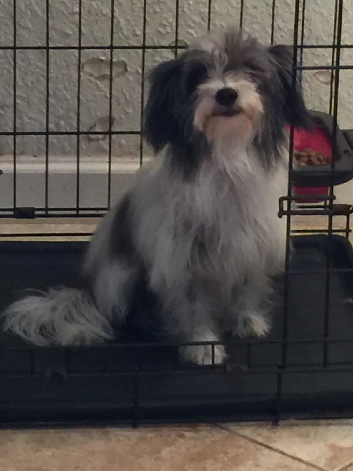 Lost dog in Hollywood, FL, 33024