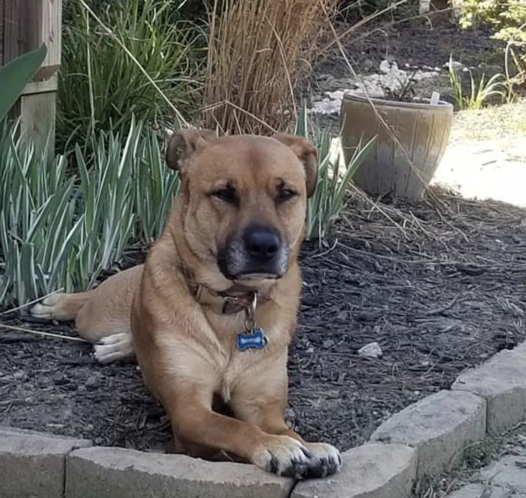 Lost dog in Angier, NC, 27501