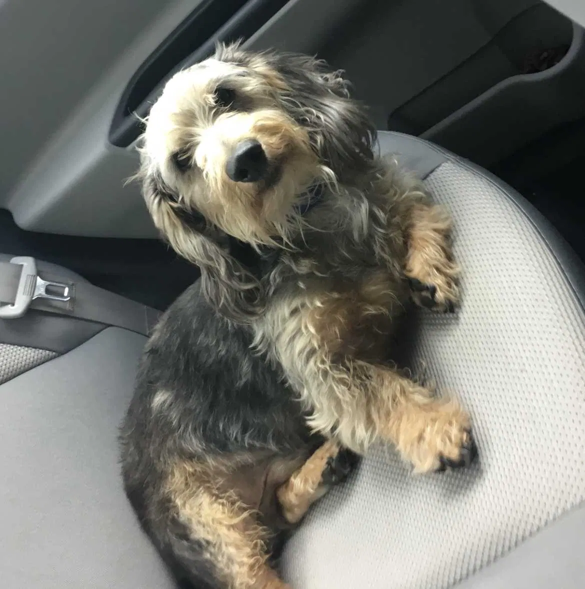 Lost dog in Houston, TX, 77017