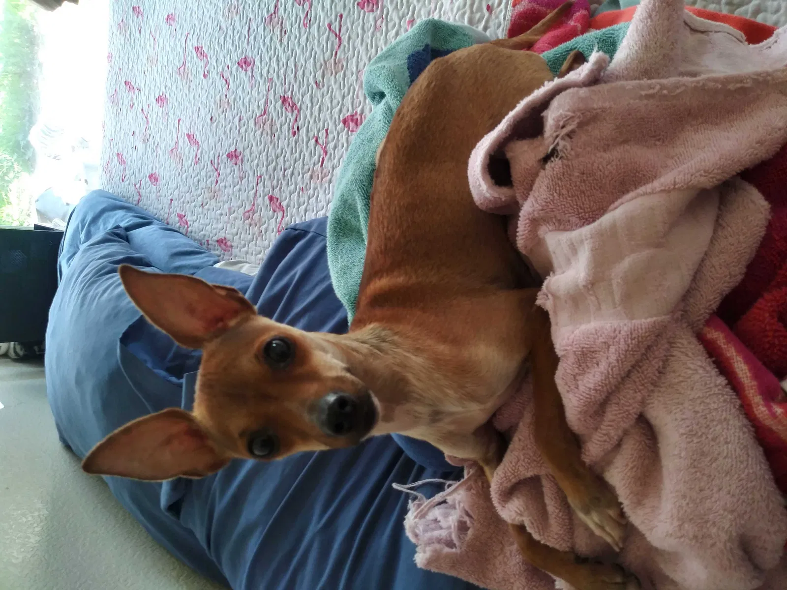 Lost dog in Menifee, CA, 92584
