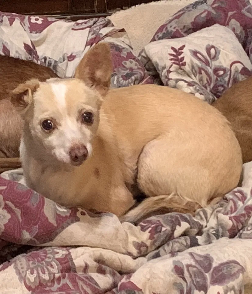 Lost dog in Wilmington, CA, 90744