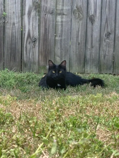 Lost cat in Little Rock, AR, 72211
